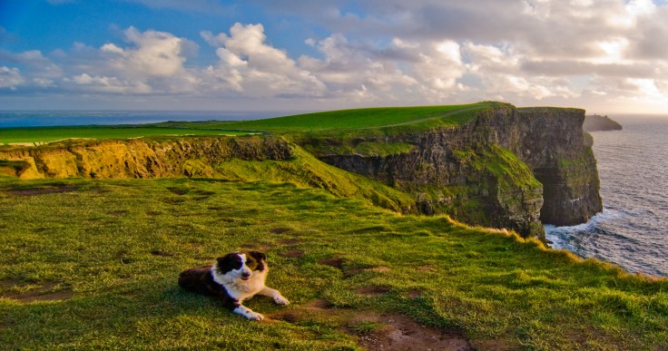 Cliffs-of-Moher-collie.jpg